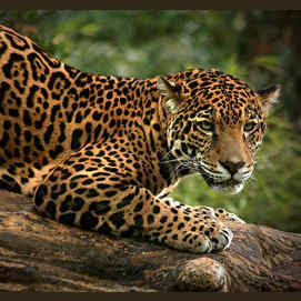 Jaguar
