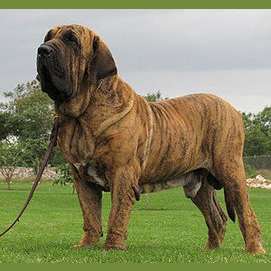 Fila Brasileiro
