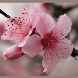 Sakura (cherry blossom)