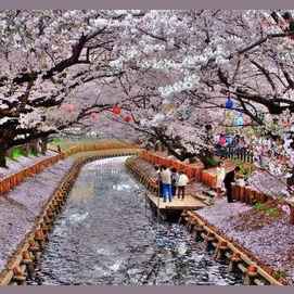 Cherry Blossom Festival