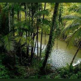 The jungle