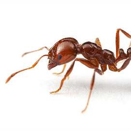 An Ant