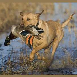 To hunt.