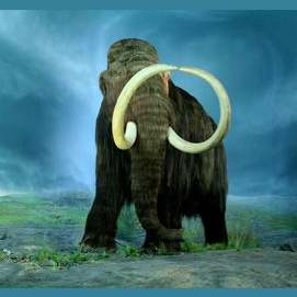 Mammoth