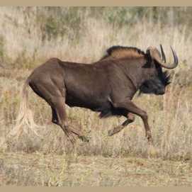 Wildebeest 
