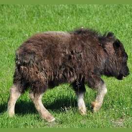 Ox