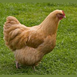 Chicken