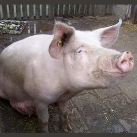 Pig