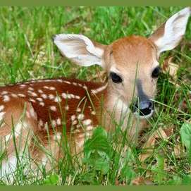 Deer