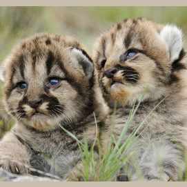 Animals