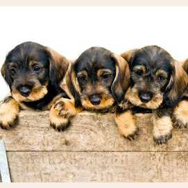Los cachorritos (pero luego los abandona).