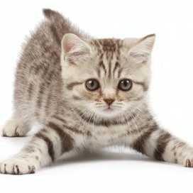 Gatos