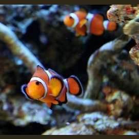 Peces.