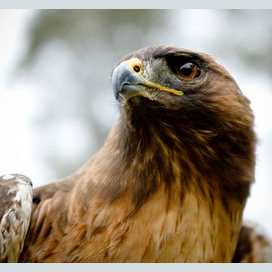 Hawk