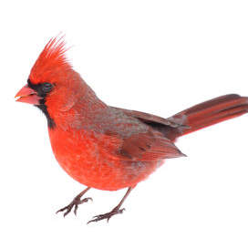 Cardinal