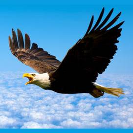 Eagle