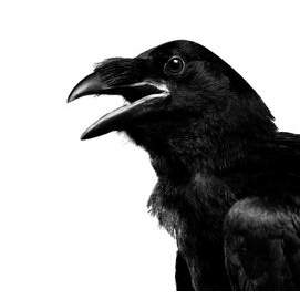 Raven