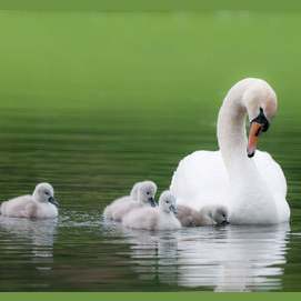 Swan