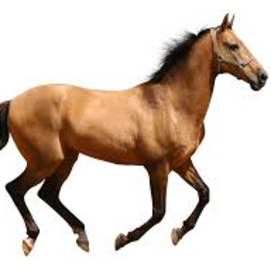 horse