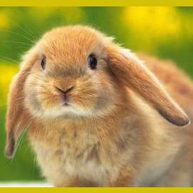 bunny