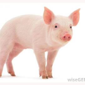 pig