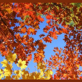 Crisp Fall air