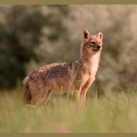 Jackal 