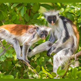  Red Colobus monkey 