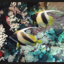 Butterly fish 