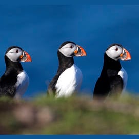Puffin 