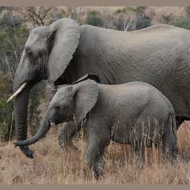 Elephant 