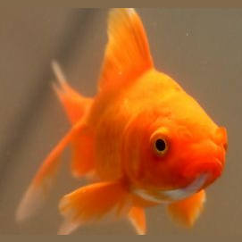 金魚