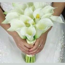 Calla Lilies
