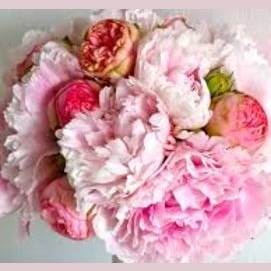 Peonies 