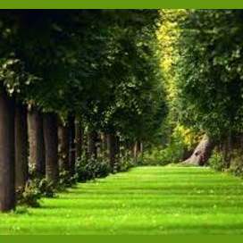 Trees 