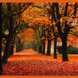 Fall. DUH! 