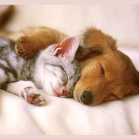 Cats and Dogs!