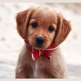 Dogs!