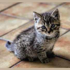 Cats!