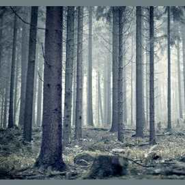 The woods
