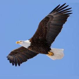 An eagle