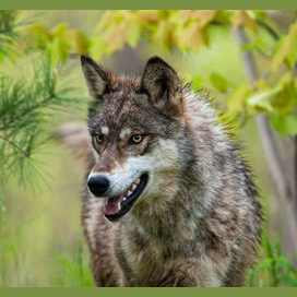 A wolf