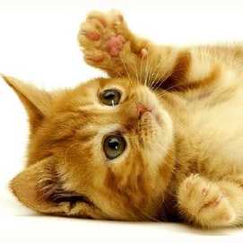 Kittens
