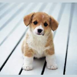 Puppies