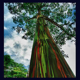 Regenbogen-Eukalyptus