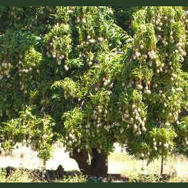 Mangobaum