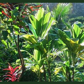 Feuerpalme
