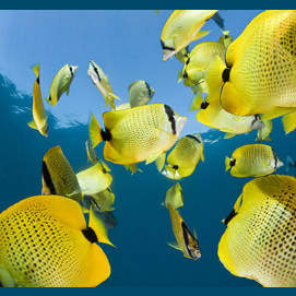 Falterfische
