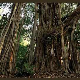Banyanbaum
