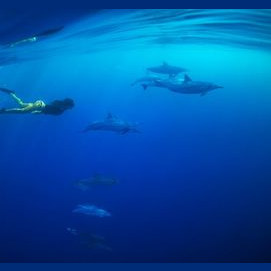 Delfin